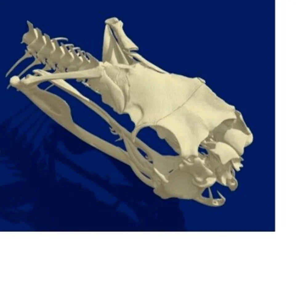 Western Diamondback Rattlesnake Snake Skull Puzzle 34pc FANGS SPECIMEN SK22